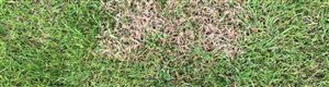  Have you Noticed Red or Brown Patches in your Lawn?
