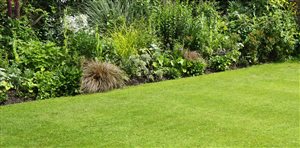 Your Summer Lawn Troubleshooting Guide
