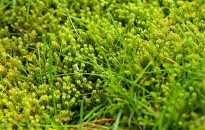 Managing Moss