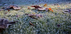 Winter Lawn Care