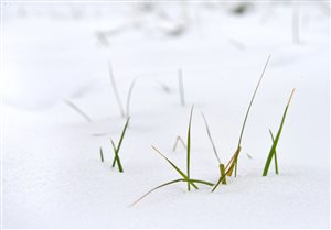 Snow and Lawn Diseases