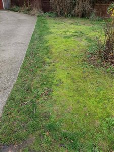 Look out for Moss on lawns NOW!