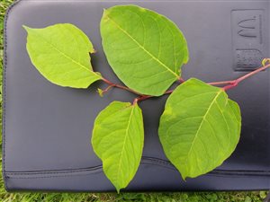 Japanese Knotweed – Know the Law