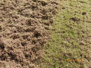 Scarification – scarify the lawn