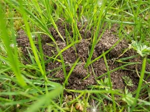Cometh the rain, cometh the ants!