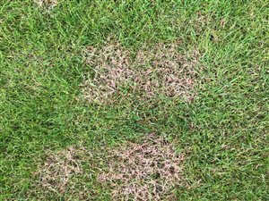 Understanding and Managing Red Thread in Lawns